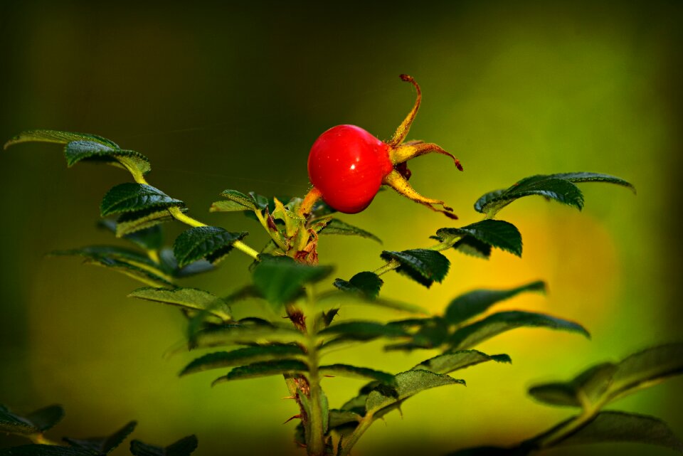 Nutrition medicinal rose bush