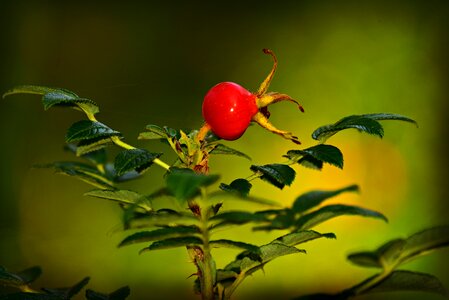 Nutrition medicinal rose bush