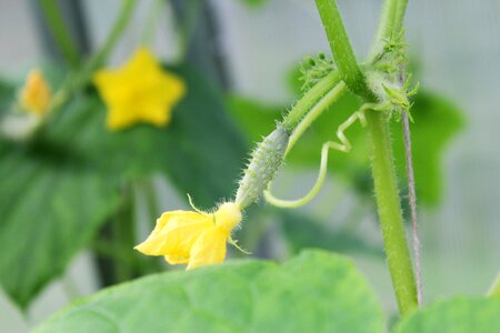 Small cucumber plant greenhouse