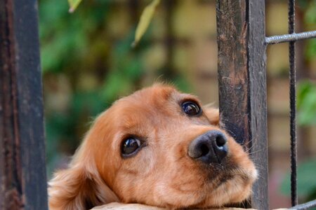 Friend cute animal