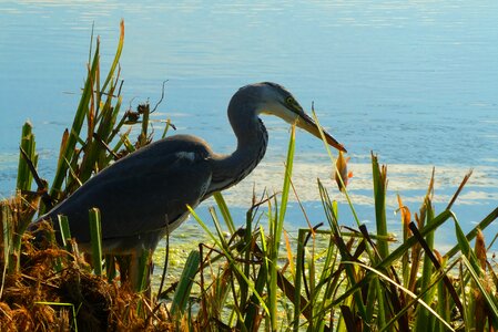 Babu beak nature
