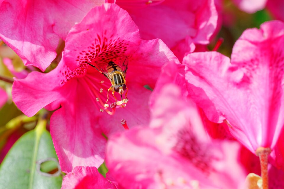Nature blossom bloom