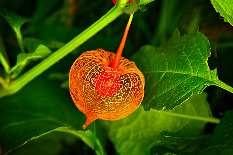 Fruit berry physalis