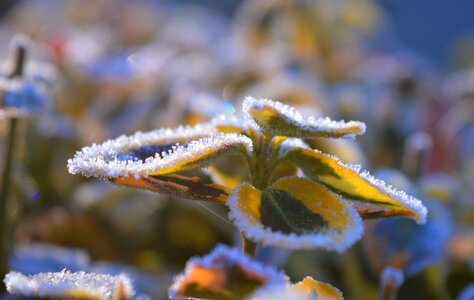 Frozen hoarfrost frost