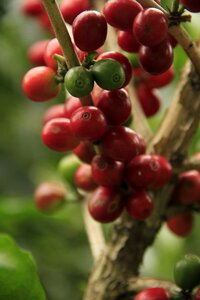 Aroma plantation fresh photo