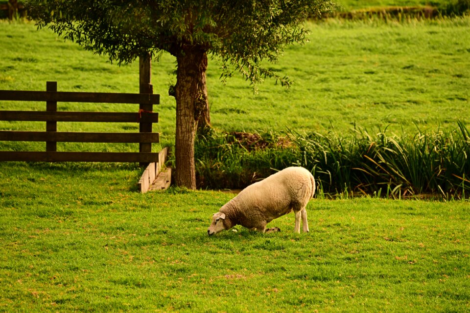 Grazing footrot cripple