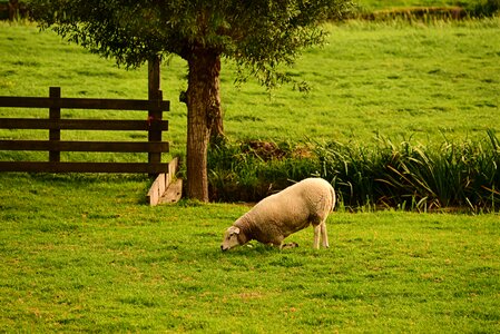 Grazing footrot cripple