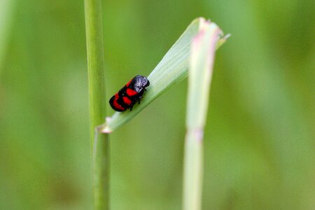 Leaf summer grass