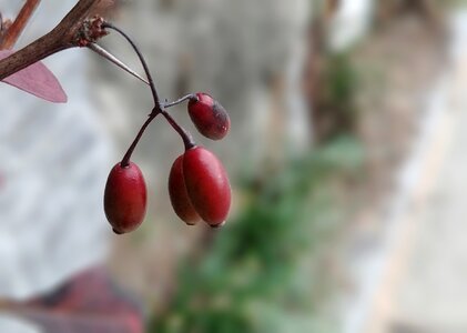 Red berries sejong city korea photo