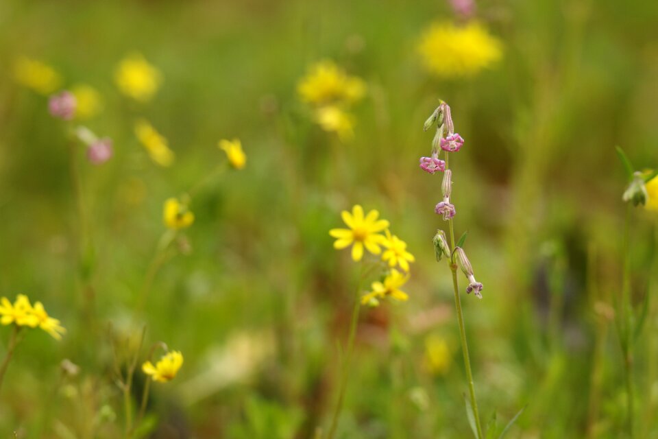 Yellow yellow weed field