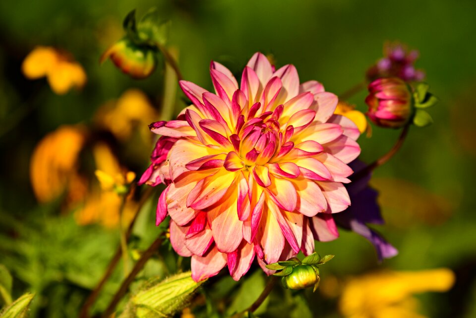 Bloom petals flowering