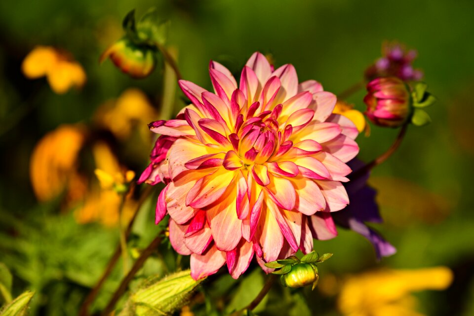 Bloom petals flowering photo