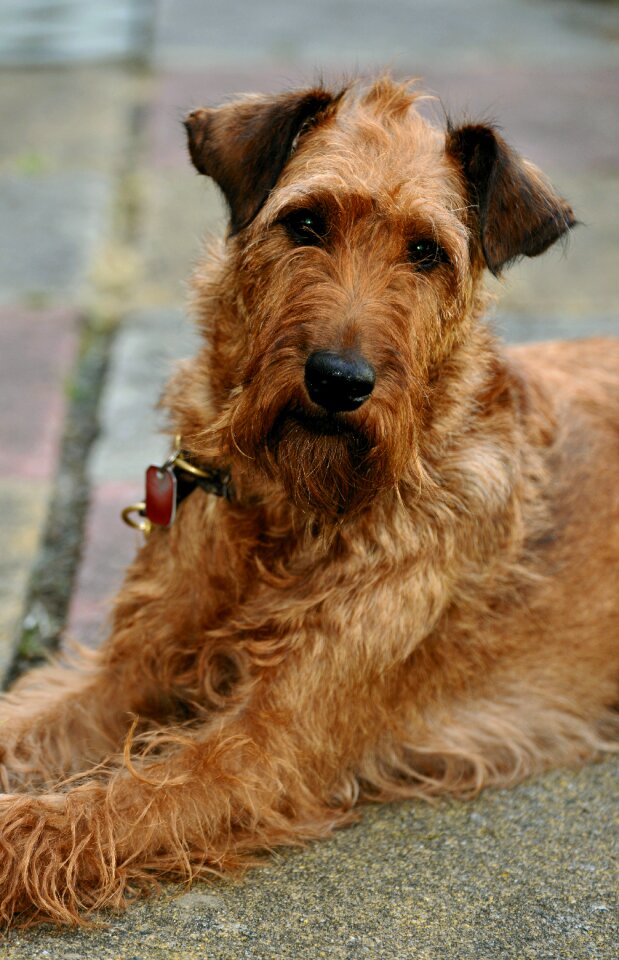 Animal terrier favorite place