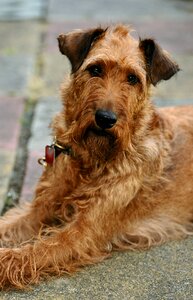 Animal terrier favorite place