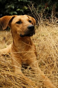 Pets puppy cute photo