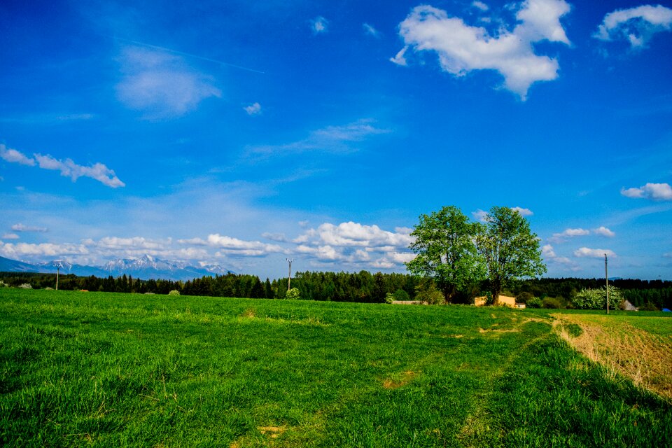 Meadow grass green