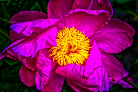 Blossom bloom colorful