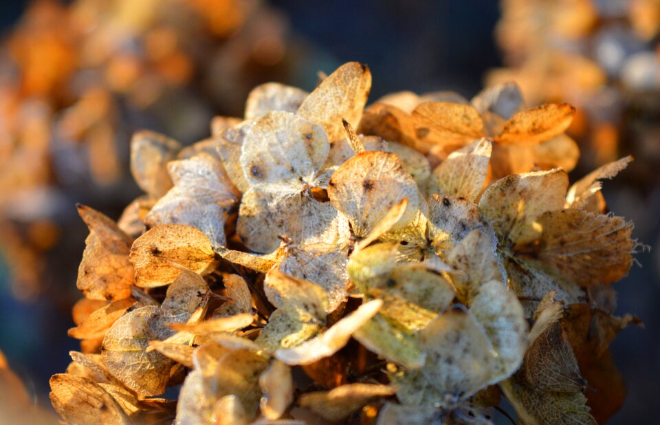 Faded autumn mood close up