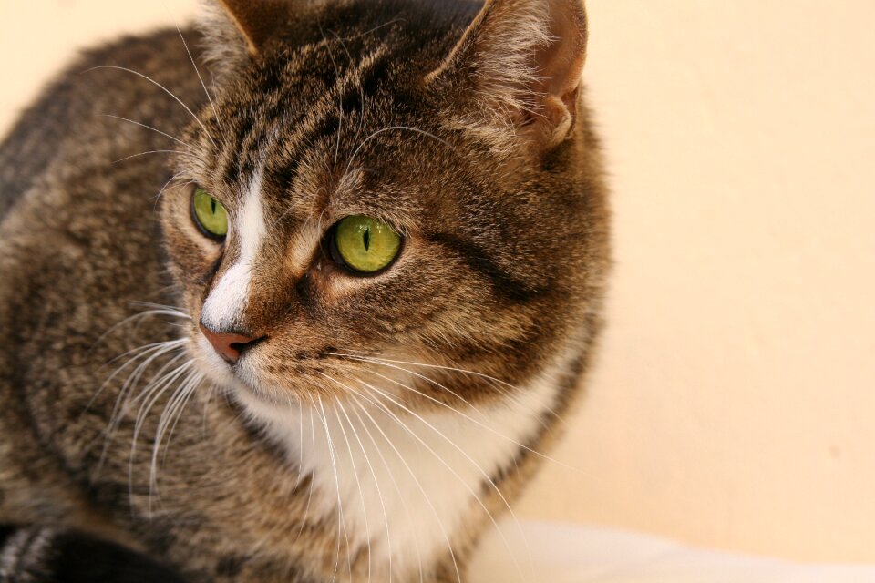 Cat face cat's eyes mackerel