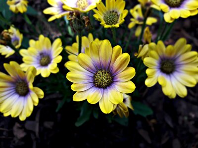 Nature the delicacy plant