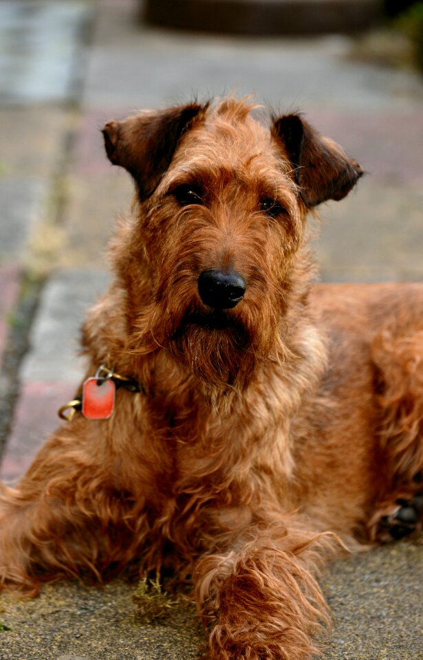 Animal terrier favorite place