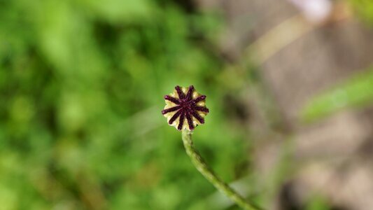 Poppy-capsules garden plant