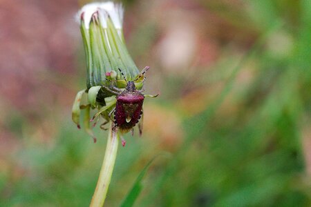 Plant insect summer photo