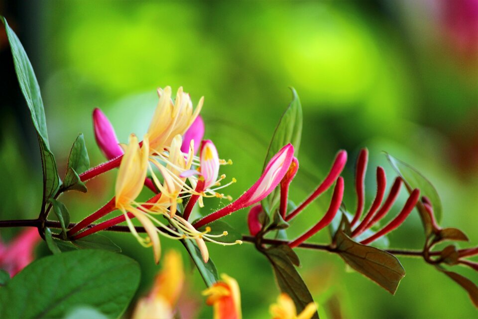 Honeysuckle spring Free photos