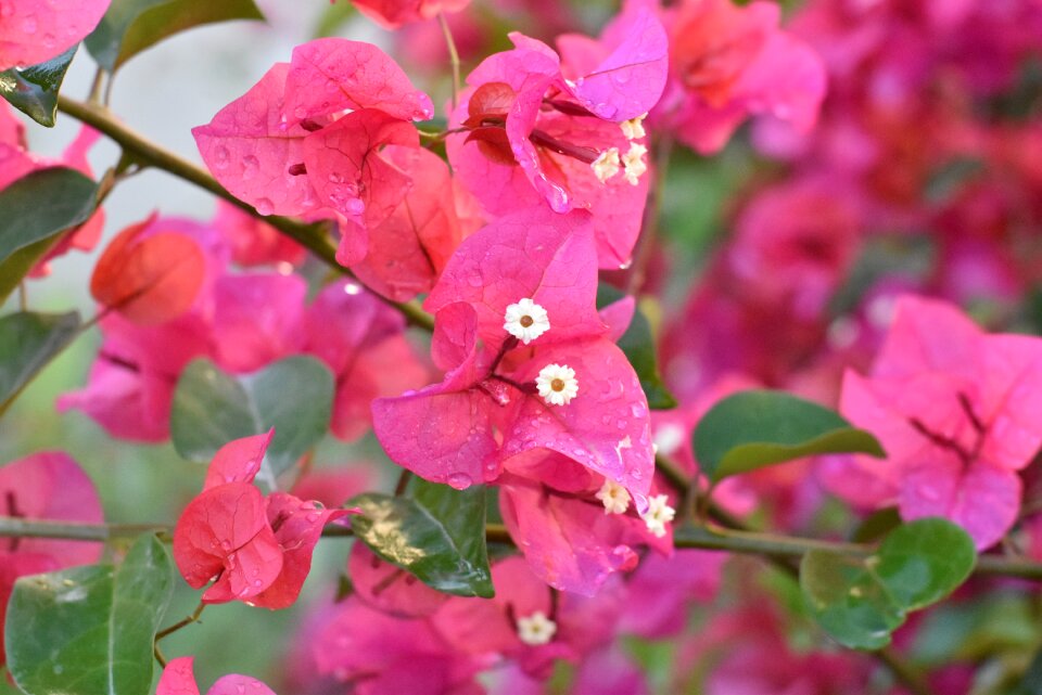 Evergreen flower dubai red bougainvillea