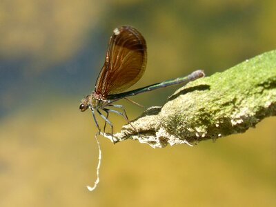 Calopteryx haemorrhoidalis algae river