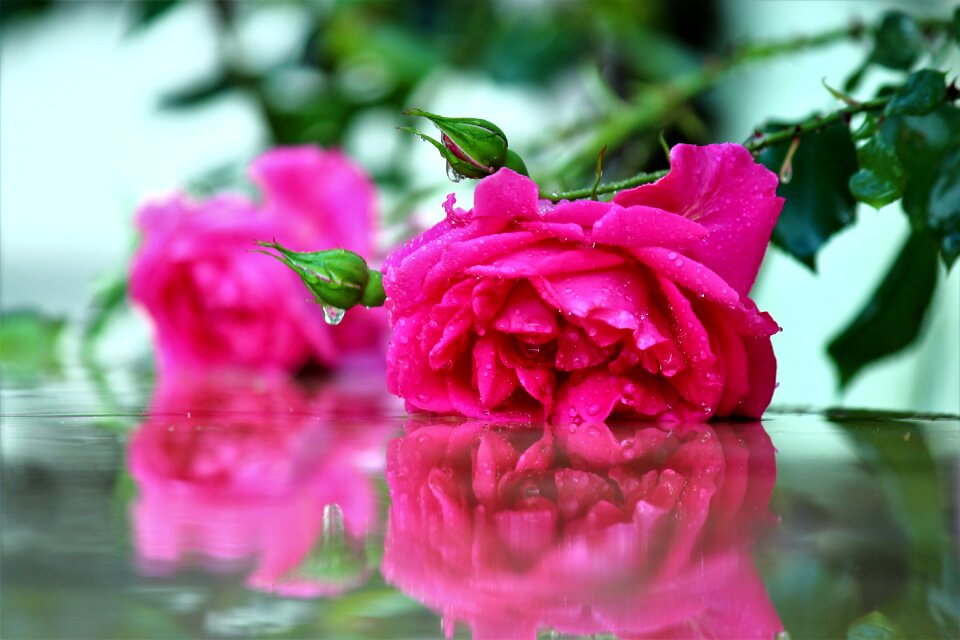 Rose after the rain Free photos