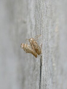 Change the skin molting skin couple