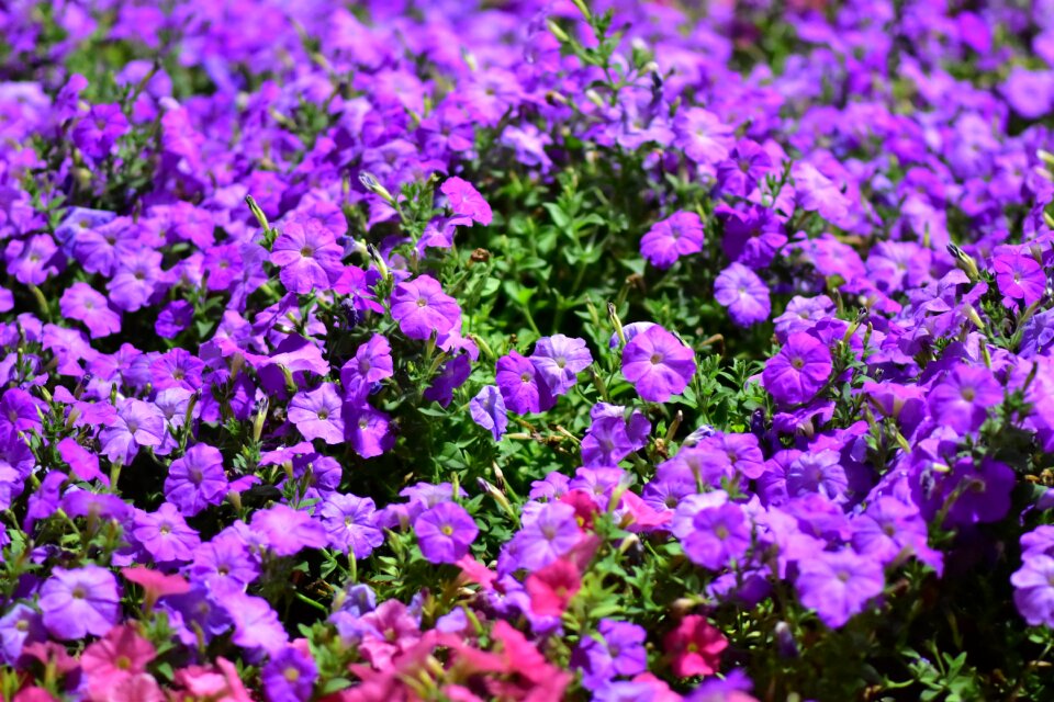 Miracle garden lilac flower lilac garden