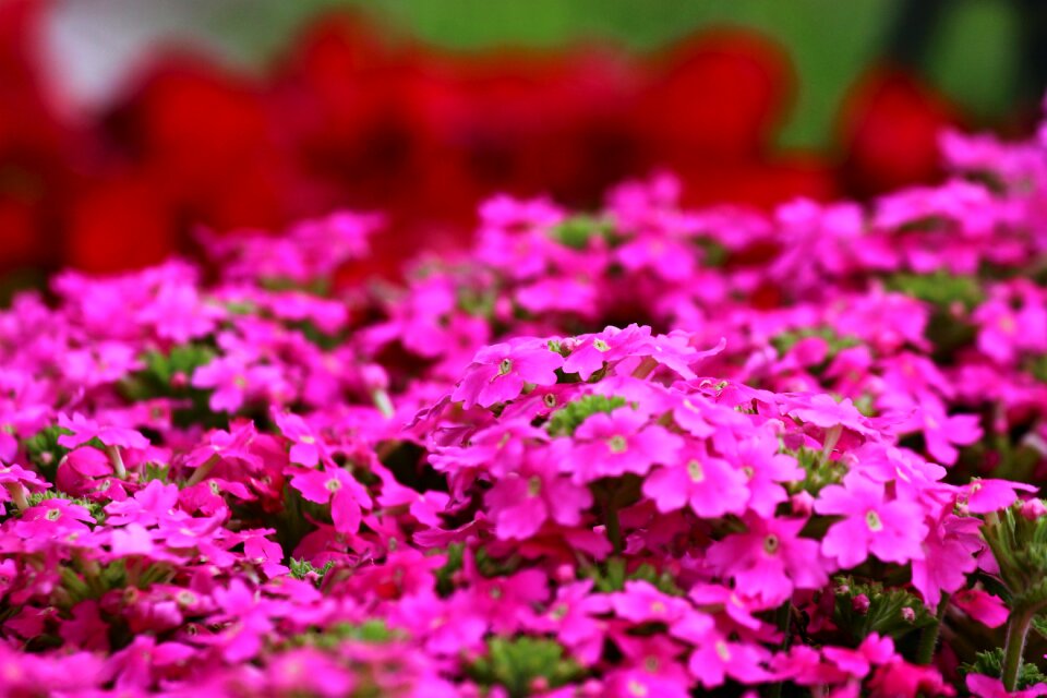 Flower vivid color Free photos
