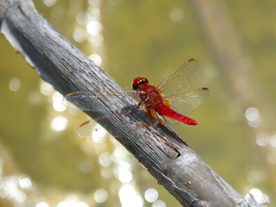 Branch pond sagnador scarlet