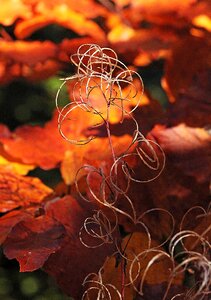 Artistic foliage plants photo