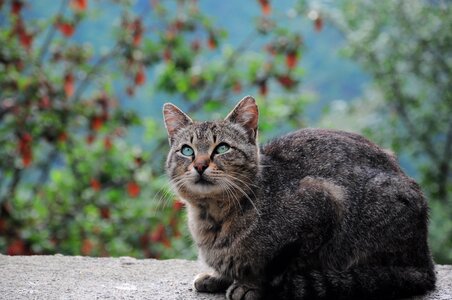 Animals cute kitty