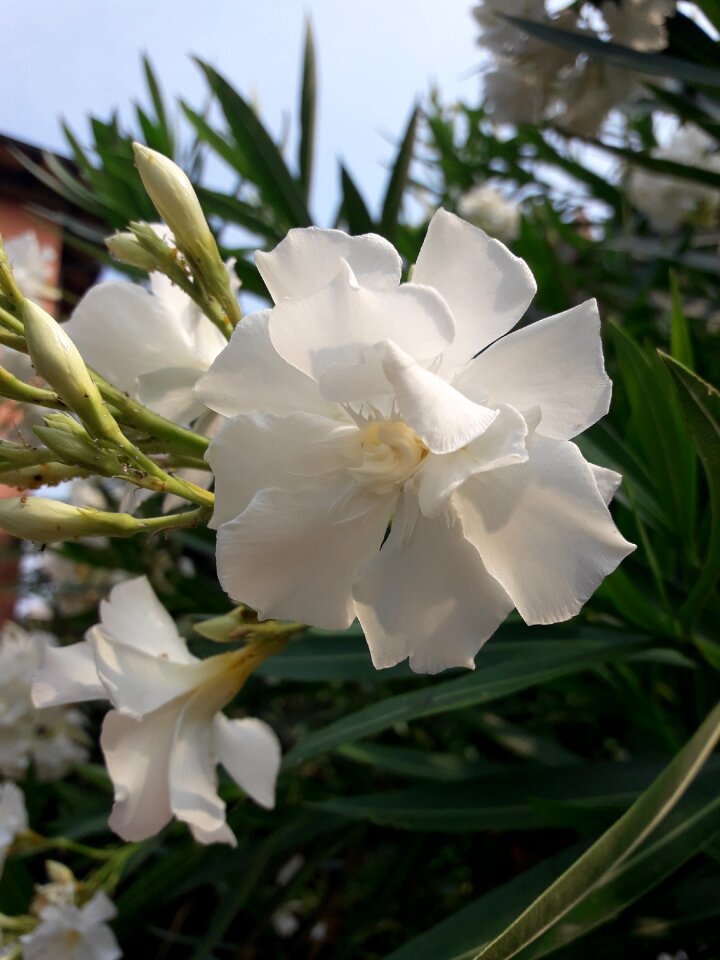 White pure flowers