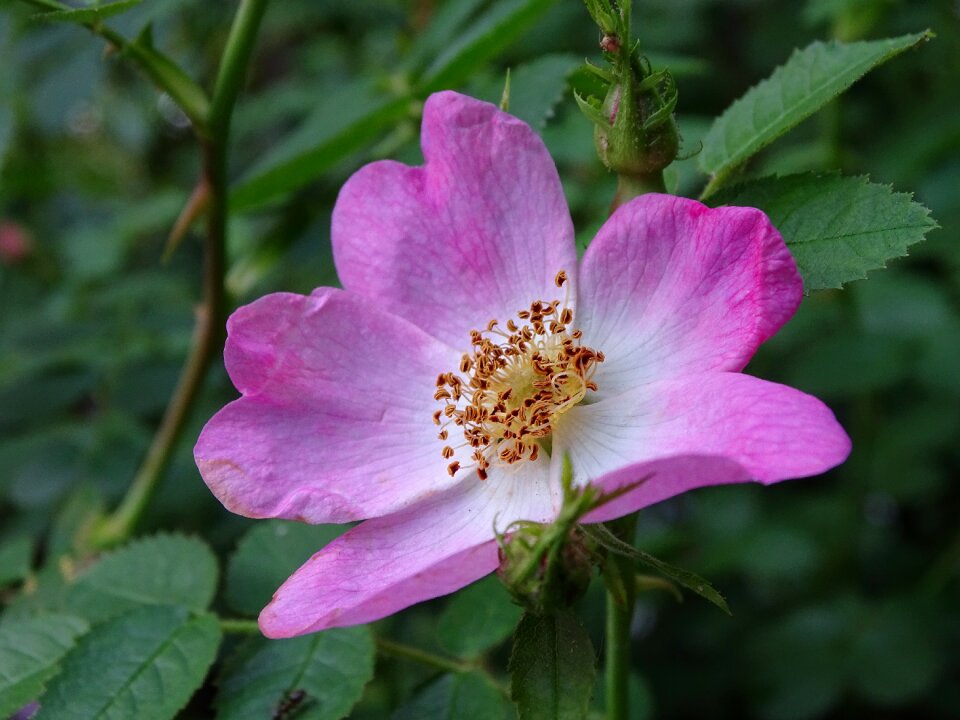Roses blossom bloom