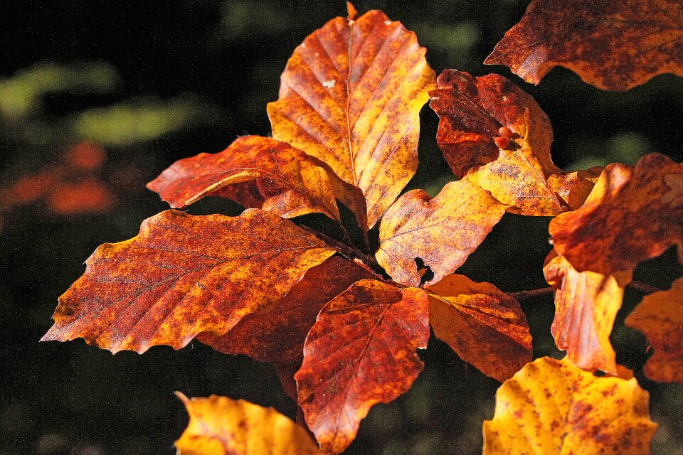 Beech sprig colors of autumn
