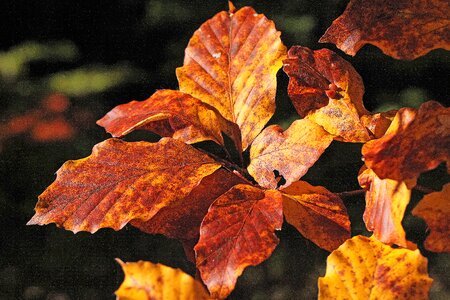 Beech sprig colors of autumn photo