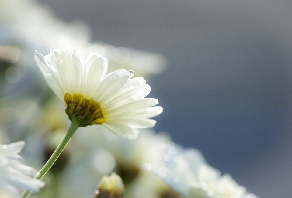Flower daisy nature