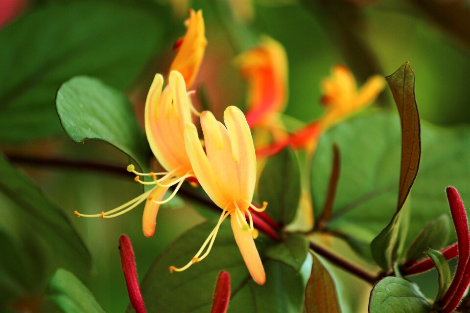 Honeysuckle spring Free photos