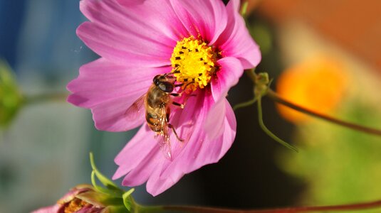 Bee bug garden