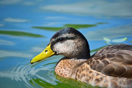 Water bird seat