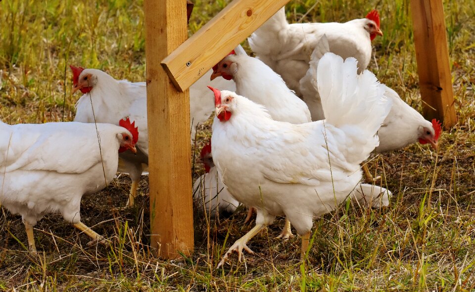Plumage feather farm animal