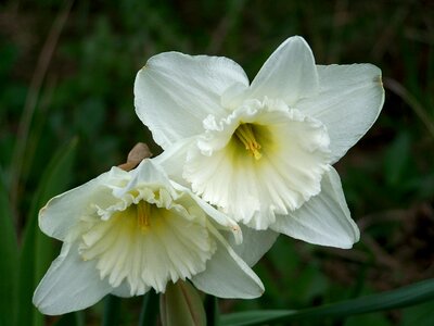 Daffodil spring flower garden photo