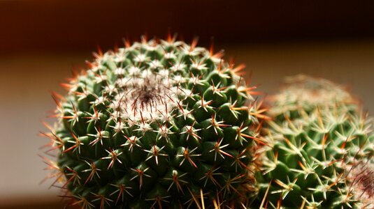 Tricky cacti prickly