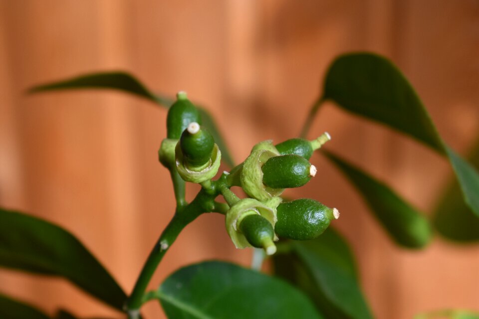 Pet plant citrus