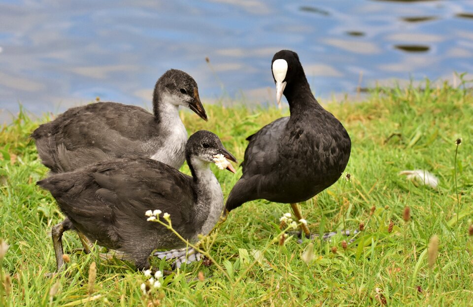 Nature waterfowl young